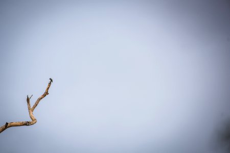 Costa's hummingbird (Calypte costae) on branch outside headquarters
