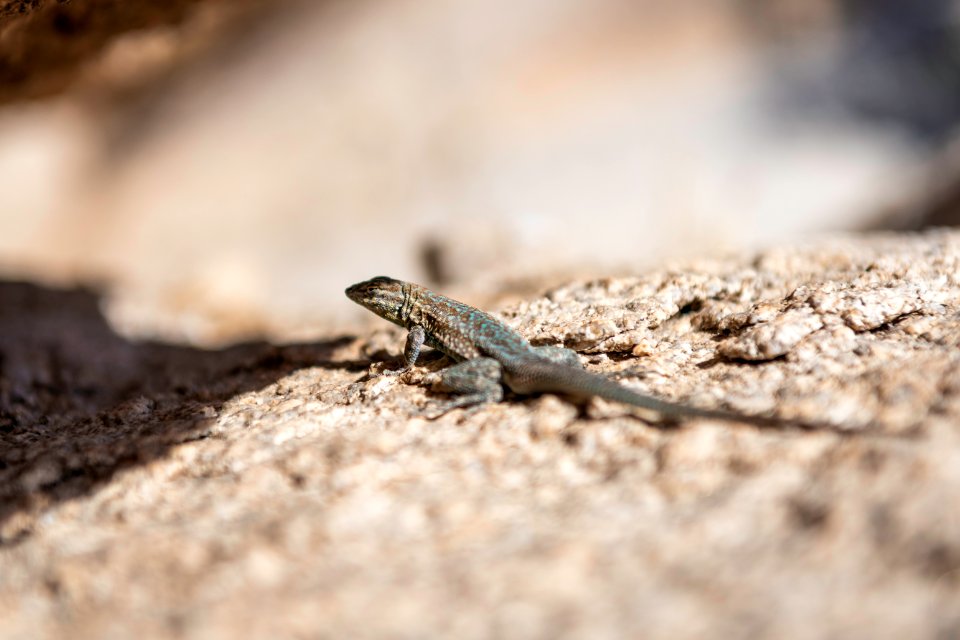 Side blotched lizard (Genus Uta) photo