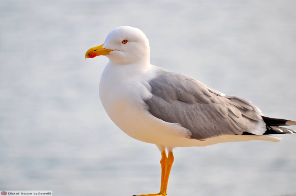 DAM1591 - Gabbiano reale (Larus argentatus)