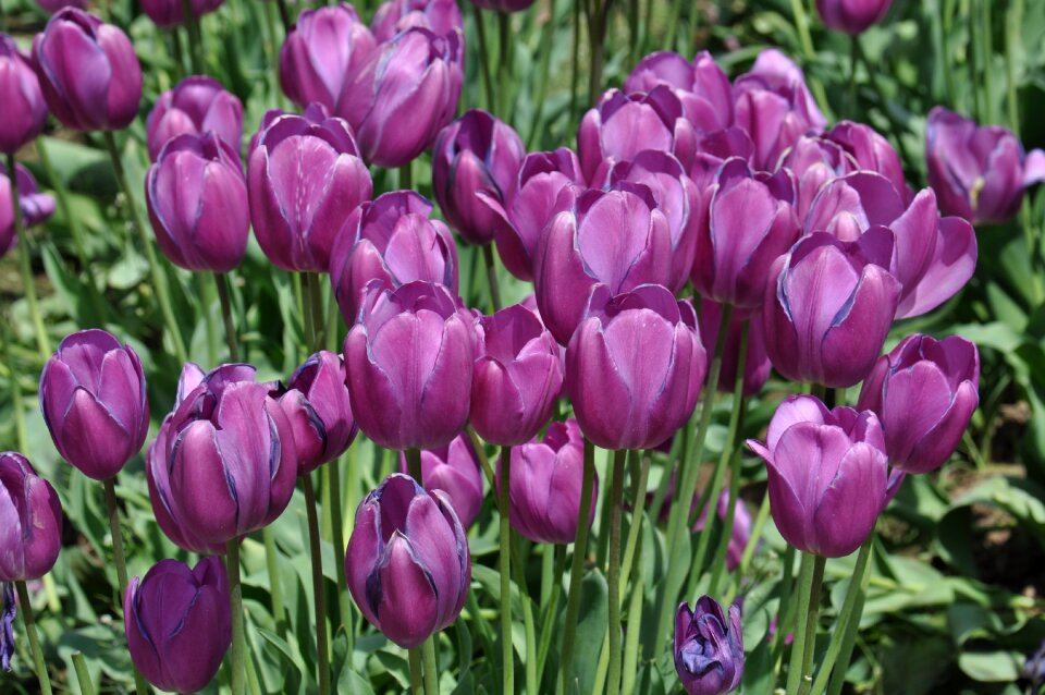 Vivid landscape bloom