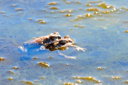 Red Spotted Toads photo