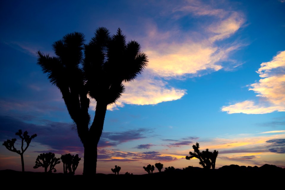 Joshua trees at sunset