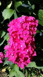 Pink nature small flower
