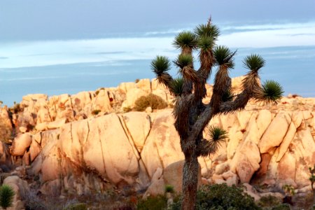 Joshua tree (Yucca brevifolia) and boulders photo