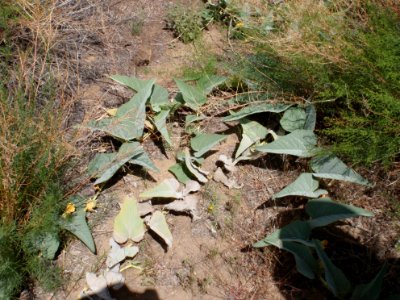 Coyote melons (Cucurbita palmata)