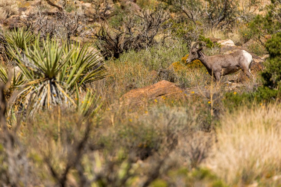 Bighorn Sheep in the Wonderland