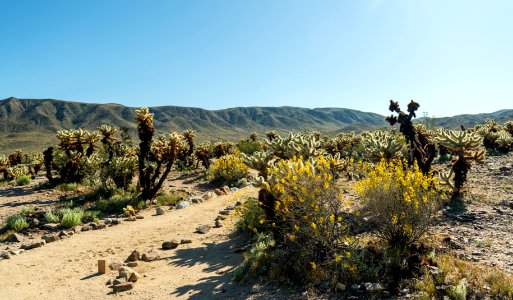 Cholla Cactus Garden with Desert Senna (Senna armata) blooms photo