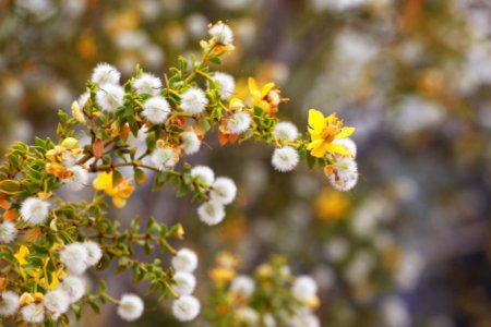 Creosote bush (Larrea tridentata) photo