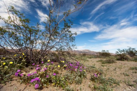 Wildflowers growing in Fried Liver Wash; 3/15/2017