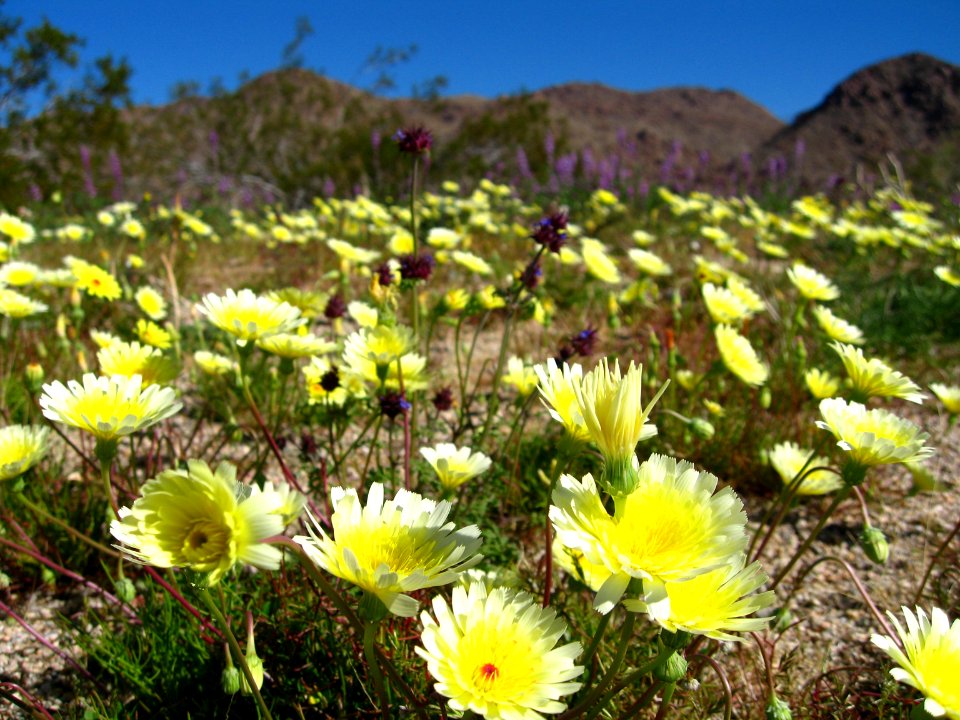 Smooth desert dandelion (Malacothrix glabrata); Bajada