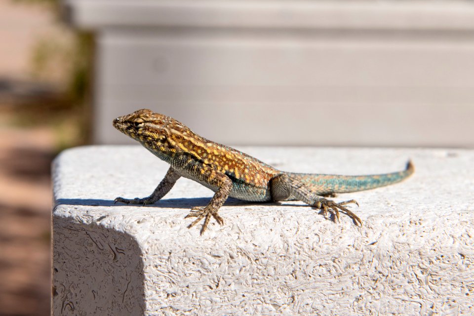 Common side-blotched lizard (Uta stansburiana) at Oasis Visitor Center