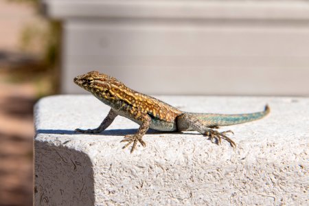 Common side-blotched lizard (Uta stansburiana) at Oasis Visitor Center photo