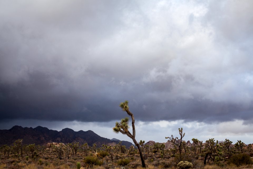 Stormy skies over Joshua Tree
