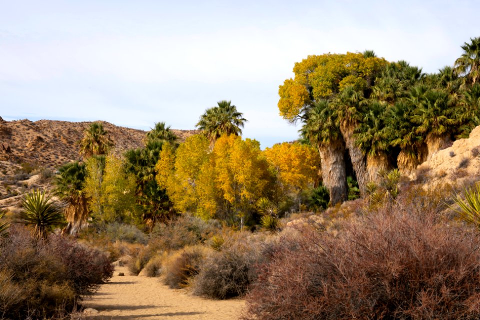 Frémont's cottonwood trees (Populus fremontii) and California fan palms (Washingtonia filifera) at Cottonwood Springs
