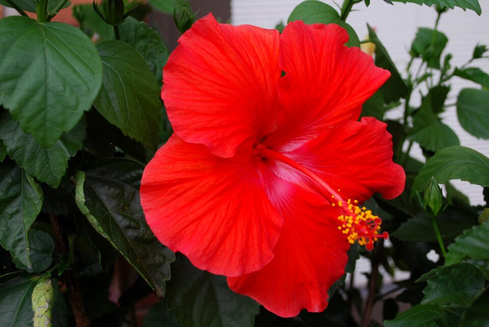 Summer red red flower