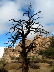 Single-leaf pine (Pinus monophylla) snag; Hidden Valley