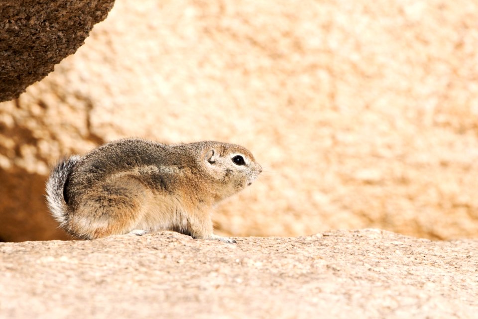 Antelope ground squirrel vocalizing