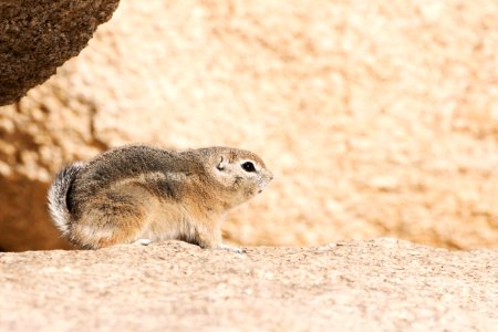 Antelope ground squirrel vocalizing photo