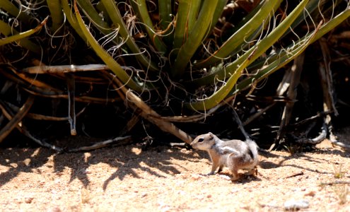 White-tailed antelope ground squirrel (Ammospermophilus leucurus) photo