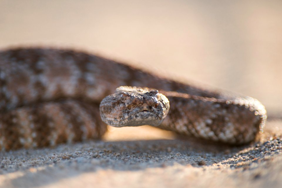 Speckled Rattlesnake (Crotalus mitchellii)