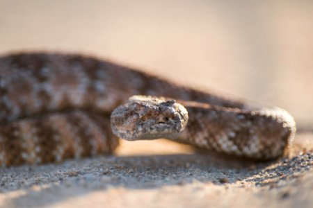 Speckled Rattlesnake (Crotalus mitchellii) photo