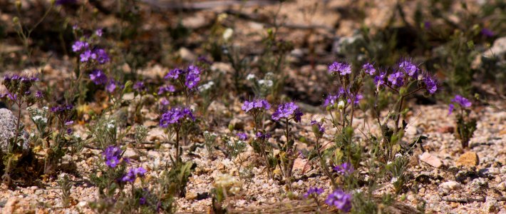 Blue Phacelia (Phacelia distans)