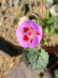 Desert fivespot (Eremalche rotundifolia); Pinto Basin photo