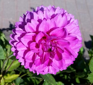 Large blooms plant pink flower