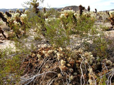 Cholla Cactus Garden; teddybear cholla (Cylindropuntia bigelovii)