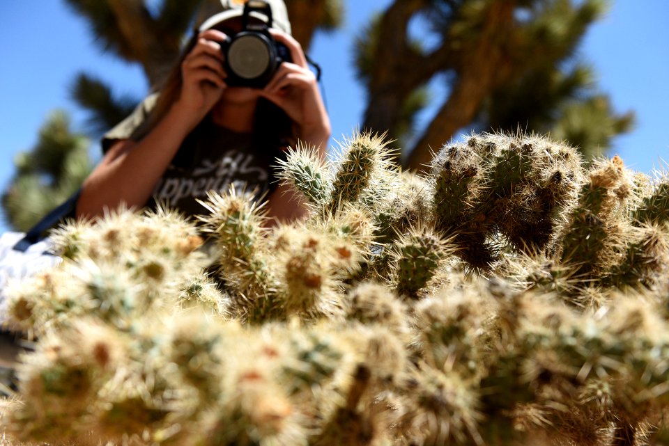 Visitor photographing cactus