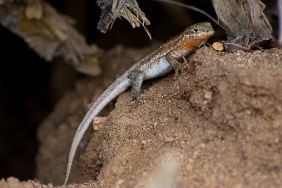Common side-blotched lizard (Uta stansburiana)