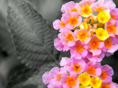 Flower and the Accidental Ant
