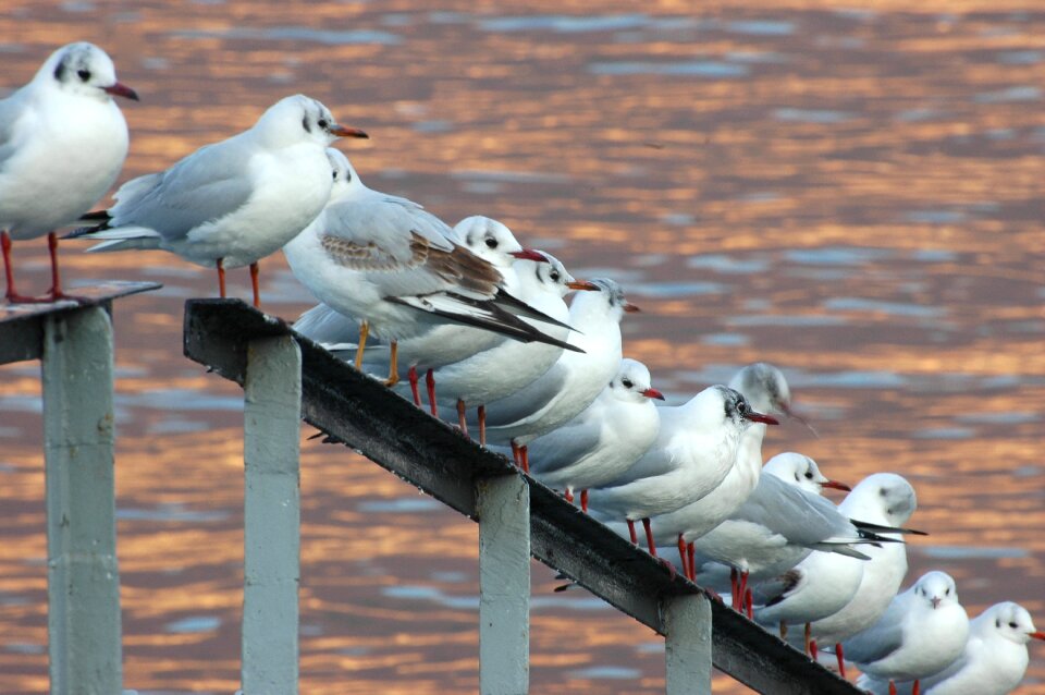 Lake seagull animals