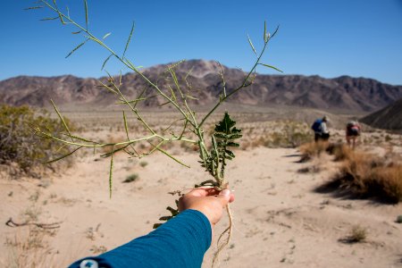 Volunteer Sahara Mustard plant pulling (4.4.15) photo