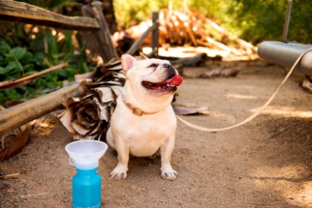 French Bulldog visits the Oasis of Mara Trail