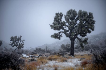 Joshua trees in snow near Keys View photo