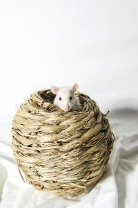 Pet white mouse photo