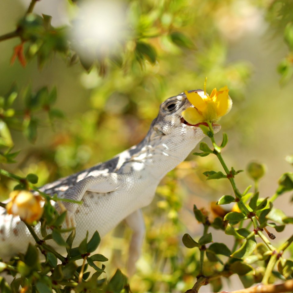 Desert iguana (Dipsosaurus dorsalis) eating creosote blossoms