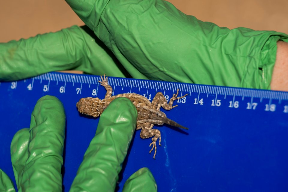 Earthwatch Volunteers Studying Climate Change Measure a Side-blotched Lizard (Uta stansburiana)