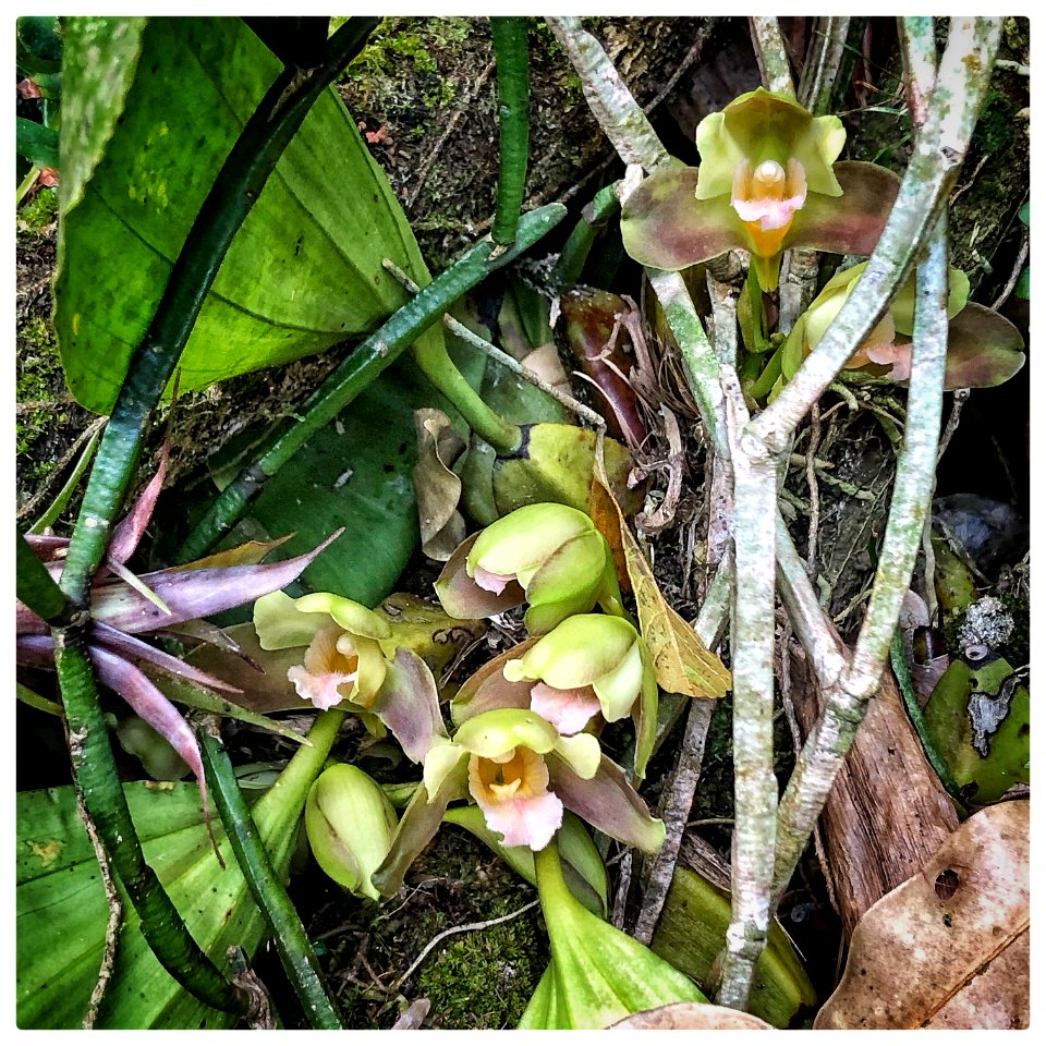 Bifrenaria inodora