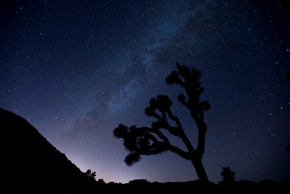 Joshua trees under the stars