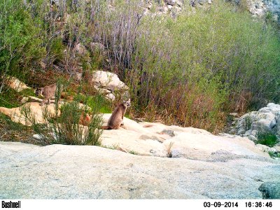 Mountain lion (Puma concolor) family group photo