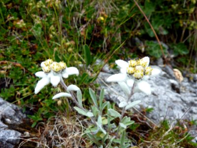 Fiori delle dolomiti