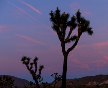 Cottan Candy Sunset