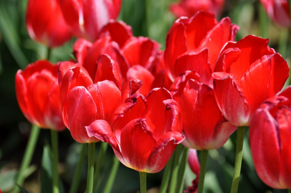 Spring vivid bloom