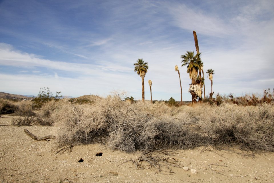 Oasis of Mara; Twentynine Palms, CA