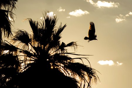 Vultures Roosting at Oasis of Mara; 10/7/15