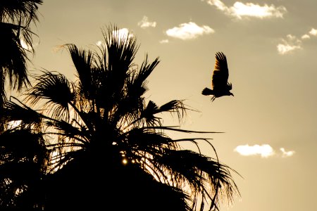 Vultures Roosting at Oasis of Mara; 10/7/15 photo