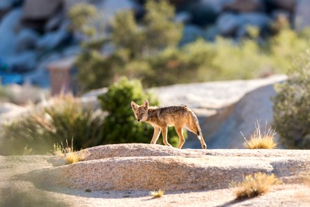 Coyote at Hidden Valley Campground