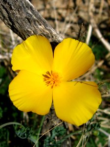 Parish's poppy (Eschscholzia parishii); Bajada photo